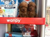 Toypoodle Yavruları