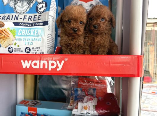 Toypoodle Yavruları görsel