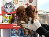 Toypoodle Yavruları