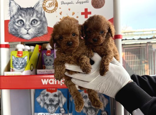 Toypoodle Yavruları görsel