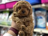 Irk Garantili Orjinal Toy Poodle Yavrularımız