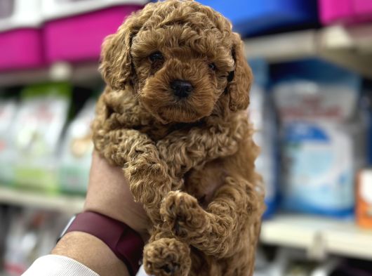 Irk Garantili Orjinal Toy Poodle Yavrularımız görsel
