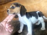 Erkek Ve Dişi Beagle Yavrular