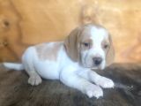 Erkek Ve Dişi Beagle Yavrular