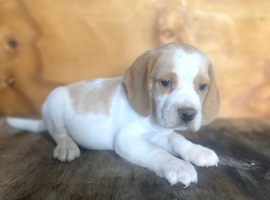 Erkek Ve Dişi Beagle Yavrular görsel