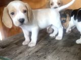 Erkek ve dişi beagle yavrular