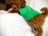 Irk Garantili Orjinal Toy Poodle Yavrularımız