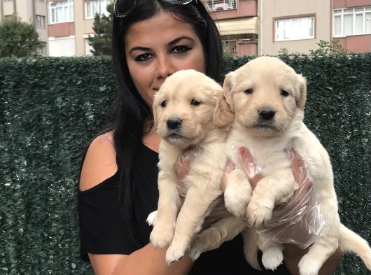 Baby Face Golden Retri̇ever Yavrularimiz görsel