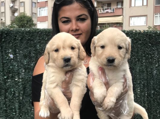 Baby Face Golden Retri̇ever Yavrularimiz görsel