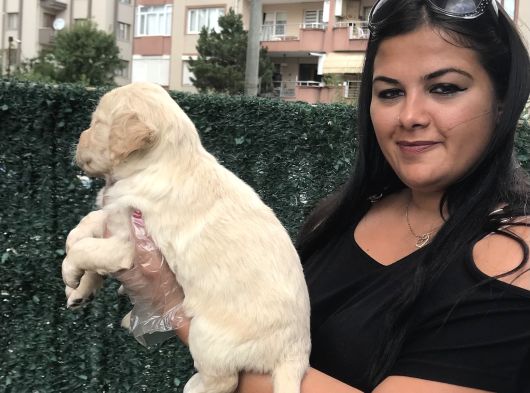 Baby Face Golden Retri̇ever Yavrularimiz görsel
