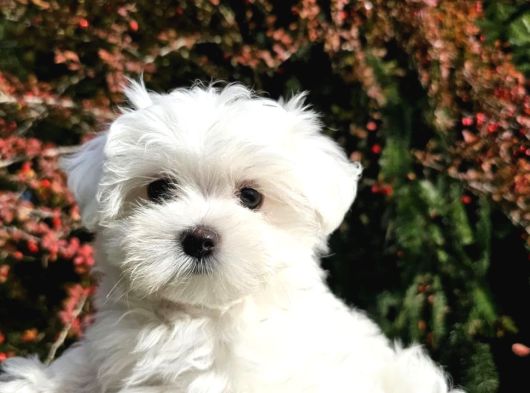 Mükemmel Kalite Gercek Maltese Terrier Yavrular görsel