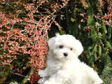 Mükemmel Kalite Gercek Maltese Terrier Yavrular
