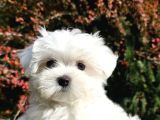 Mükemmel kalite gercek maltese terrier yavrular
