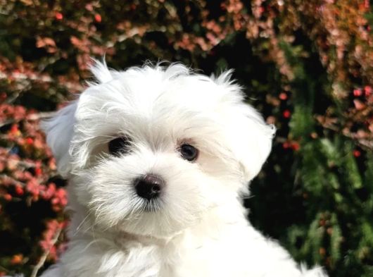 Mükemmel Kalite Gercek Maltese Terrier Yavrular
