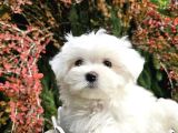 Mükemmel Kalite Gercek Maltese Terrier Yavrular