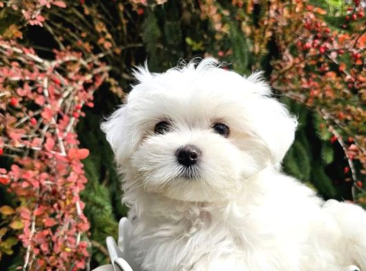 Mükemmel Kalite Gercek Maltese Terrier Yavrular görsel