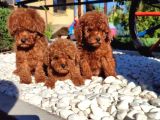Irkının En Güzeli Toy Poodle Yavru