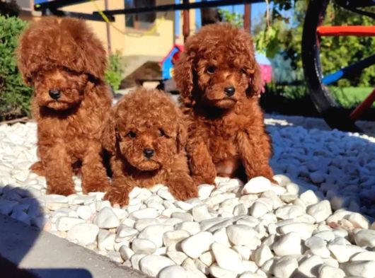 Irkının En Güzeli Toy Poodle Yavru görsel
