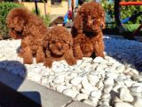 Irkının En Güzeli Toy Poodle Yavru