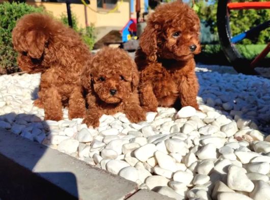 Irkının En Güzeli Toy Poodle Yavru görsel