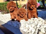 Irkının En Güzeli Toy Poodle Yavru