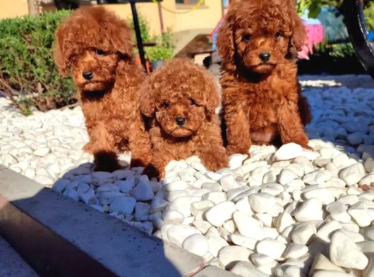 Irkının En Güzeli Toy Poodle Yavru görsel