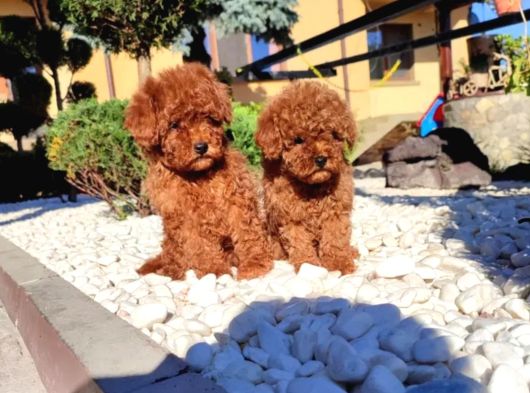 Irkının en güzeli toy poodle yavru