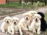 RUHSATLİ ÇİFLİKTEN LABRADOR RETRİEVER YAVRULARI İSTANBUL