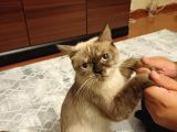 Bri̇ti̇sh Bluepoi̇nt Di̇şi̇ Kisir Kedi̇ Ücretsi̇z Sahi̇plendi̇rme