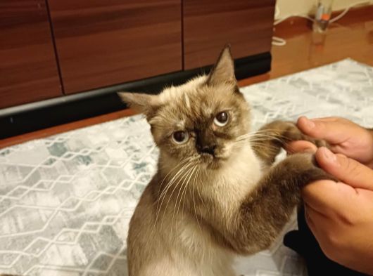 Bri̇ti̇sh Bluepoi̇nt Di̇şi̇ Kisir Kedi̇ Ücretsi̇z Sahi̇plendi̇rme görsel