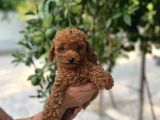 Toy ve Kore Poodlelar