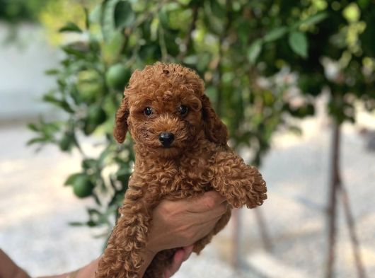 Toy Ve Kore Poodlelar