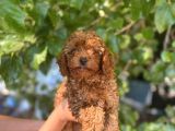 Toy Ve Kore Poodlelar