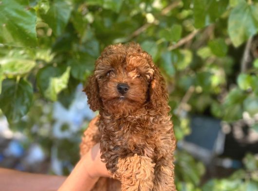 Toy Ve Kore Poodlelar görsel