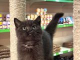 British Shorthair Ayı Surat Çikolata
