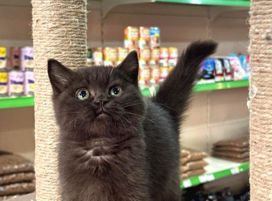 British Shorthair Ayı Surat Çikolata görsel
