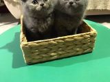 British Shorthair Yavrularımız