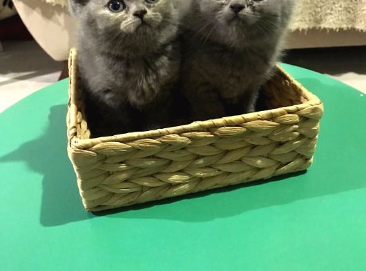 British Shorthair Yavrularımız görsel