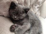 British Shorthair Yavrularımız