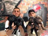 Burkem Ruhsatlı Çifliğimizden A Kalite Labrador