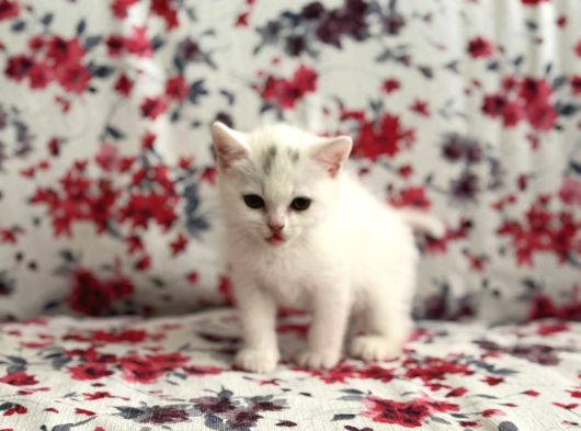 British White Yavrumuz Yeni Ailesini Bekliyor görsel