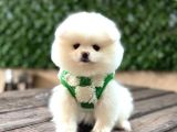 Ayı Surat Garantili Pomeranian Boo Yavrularımız