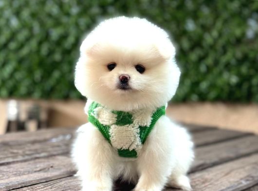 Ayı Surat Garantili Pomeranian Boo Yavrularımız görsel