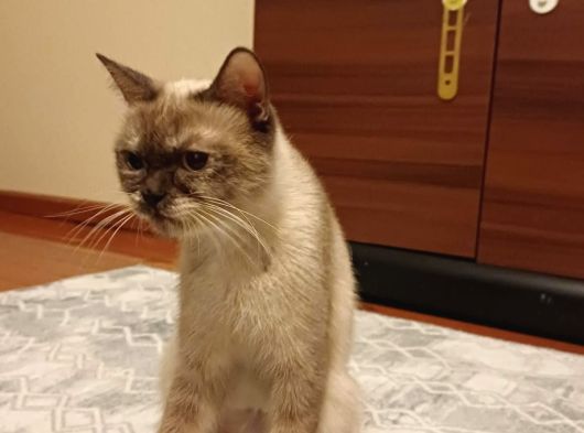 Bri̇ti̇sh Bluepoi̇nt Di̇şi̇ Kisir Kedi̇ Ücretsi̇z Sahi̇plendi̇rme görsel