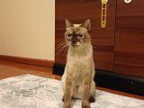 Bri̇ti̇sh Bluepoi̇nt Di̇şi̇ Kisir Kedi̇ Ücretsi̇z Sahi̇plendi̇rme