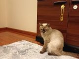 Bri̇ti̇sh Bluepoi̇nt Di̇şi̇ Kisir Kedi̇ Ücretsi̇z Sahi̇plendi̇rme