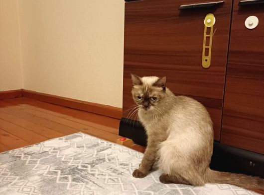 Bri̇ti̇sh Bluepoi̇nt Di̇şi̇ Kisir Kedi̇ Ücretsi̇z Sahi̇plendi̇rme görsel
