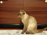 bRİTİSH BLUEPOİNT DİŞİ KISIR KEDİ ÜCRETSİZ SAHİPLENDİRME