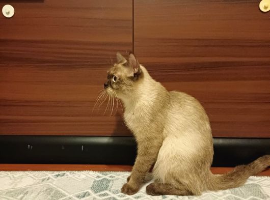 Bri̇ti̇sh Bluepoi̇nt Di̇şi̇ Kisir Kedi̇ Ücretsi̇z Sahi̇plendi̇rme