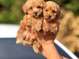 Teacup Boy Apricot Toypoodle Kg Garanti̇li̇